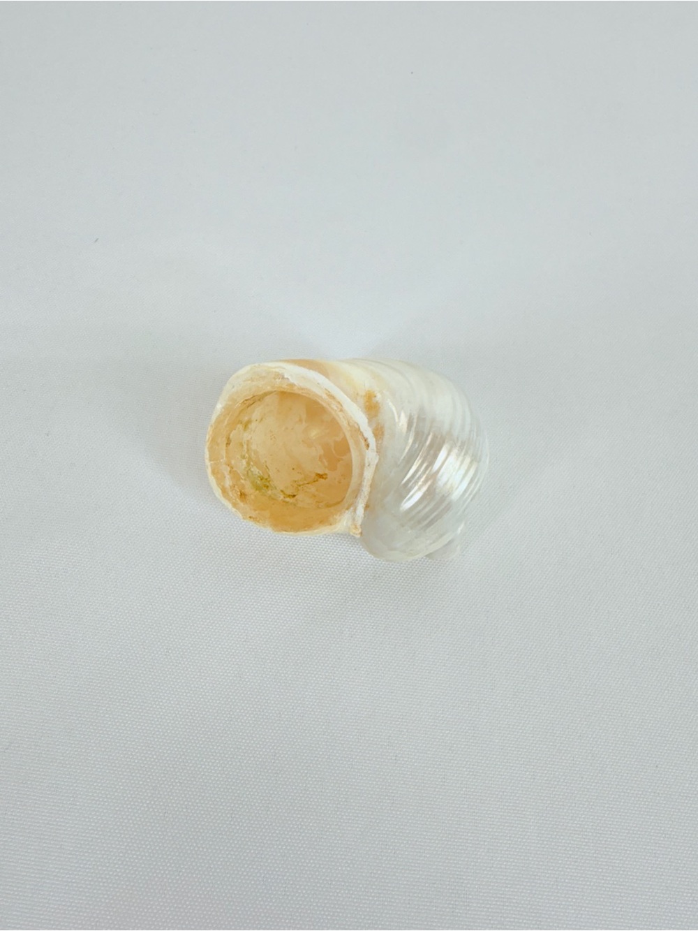 Shiny Seashell - Picture 4 of 7